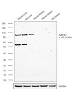 ALDH1L1 Polyclonal Antibody
