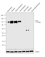 HCN1 Antibody in Western Blot (WB)