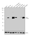 ACSL1 Antibody in Western Blot (WB)