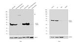 ACTA1 Antibody in Western Blot (WB)