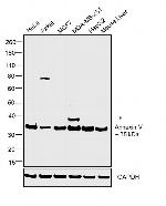 Annexin V Polyclonal Antibody