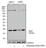 Bax Polyclonal Antibody