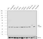 CRK Antibody in Western Blot (WB)
