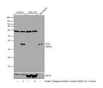 CTGF Antibody in Western Blot (WB)