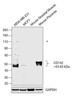 CD142 Antibody in Western Blot (WB)