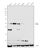 FOXA1 Polyclonal Antibody