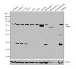 FUS Polyclonal Antibody
