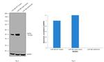 GAP43 Antibody in Western Blot (WB)