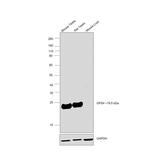 GPX4 Antibody