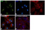 GSR Antibody in Immunocytochemistry (ICC/IF)