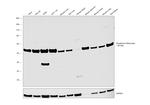 GSR Antibody in Western Blot (WB)
