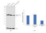 GSR Antibody