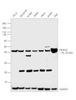 HDAC8 Antibody in Western Blot (WB)