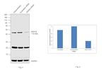 HDAC8 Antibody in Western Blot (WB)