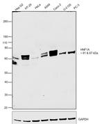 HNF1A Polyclonal Antibody