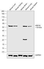HNF4A Antibody