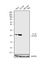 IL-18 Polyclonal Antibody