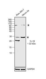 IL-18 Polyclonal Antibody