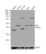 IRF2 Polyclonal Antibody