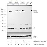 CD11b Polyclonal Antibody