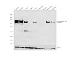 Laminin gamma-1,2,3 Antibody in Western Blot (WB)