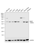 MKK7 Antibody in Western Blot (WB)