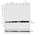 MAX Antibody in Western Blot (WB)