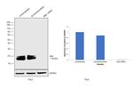 MAX Antibody in Western Blot (WB)