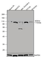 MCM4 Antibody in Western Blot (WB)