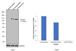 MCM4 Antibody