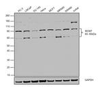 MCM7 Antibody in Western Blot (WB)