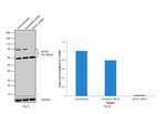MCM7 Antibody in Western Blot (WB)