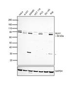 MLH1 Polyclonal Antibody
