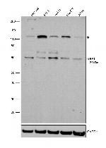 NRF1 Antibody in Western Blot (WB)