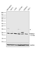 PGRMC1 Antibody in Western Blot (WB)