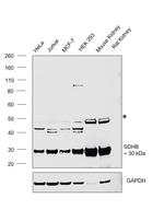 SDHB Antibody in Western Blot (WB)