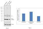 SDHB Antibody in Western Blot (WB)
