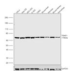 TRAP1 Antibody in Western Blot (WB)