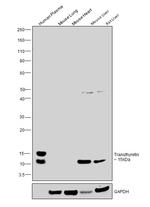 Transthyretin Antibody in Western Blot (WB)
