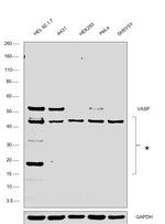 VASP Antibody in Western Blot (WB)