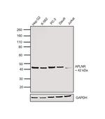 Apelin Receptor Polyclonal Antibody
