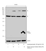 CXCL2 Polyclonal Antibody
