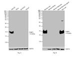 FABP1 Antibody in Western Blot (WB)