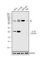 IL-18 Polyclonal Antibody