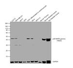 p38 MAPK gamma Polyclonal Antibody