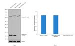 DJ-1 Antibody in Western Blot (WB)