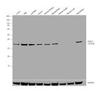 VDAC Antibody in Western Blot (WB)