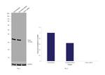 VDAC Antibody in Western Blot (WB)