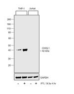 CHI3L1 Antibody in Western Blot (WB)