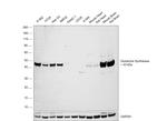 Glutamine Synthetase Antibody in Western Blot (WB)